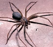 Brown Recluse Spider