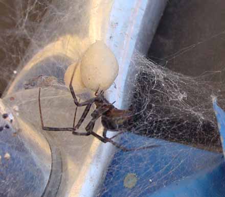 Brown Recluse Spider Web